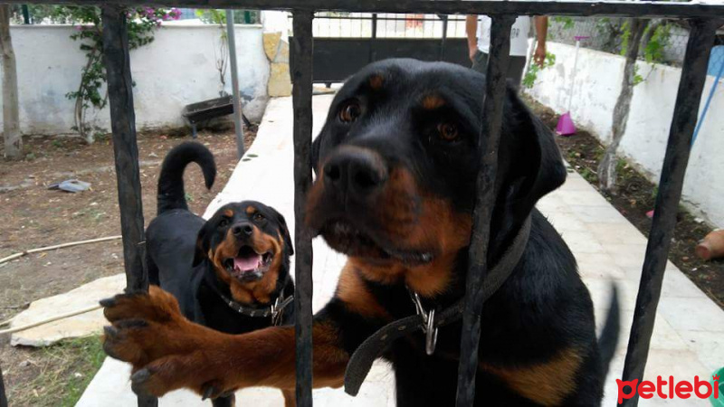 Rottweiler, Köpek  Hera tina fotoğrafı