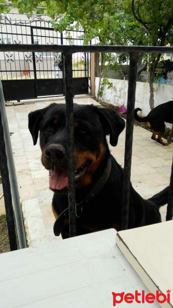Rottweiler, Köpek  Hera tina fotoğrafı