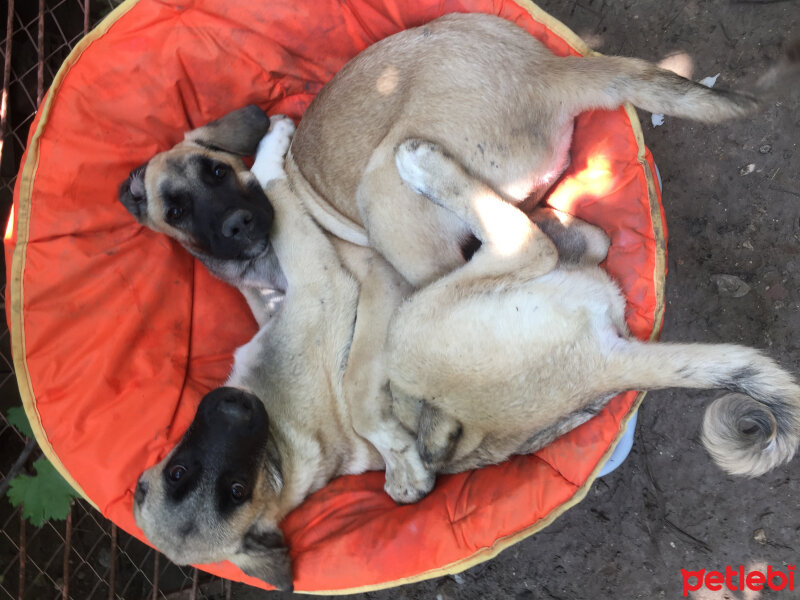 Kangal, Köpek  Cesur&Lokum fotoğrafı