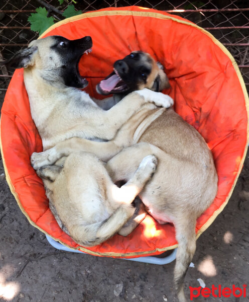 Kangal, Köpek  Cesur&Lokum fotoğrafı