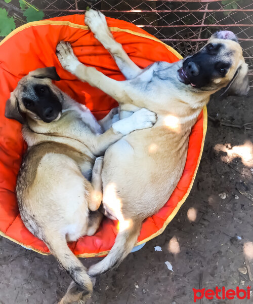 Kangal, Köpek  Cesur&Lokum fotoğrafı