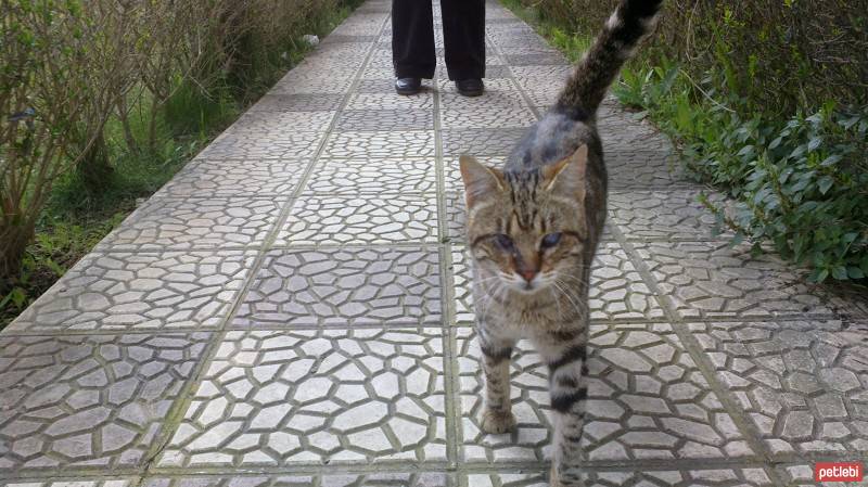 Tekir Kedi, Kedi  KORSAN fotoğrafı