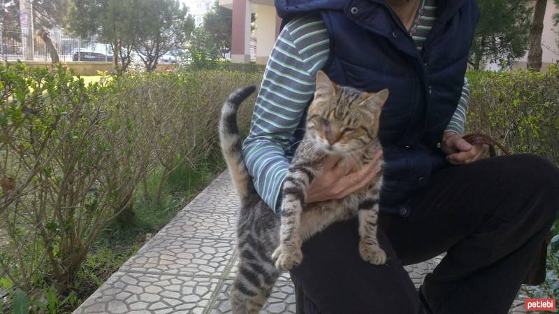 Tekir Kedi, Kedi  KORSAN fotoğrafı