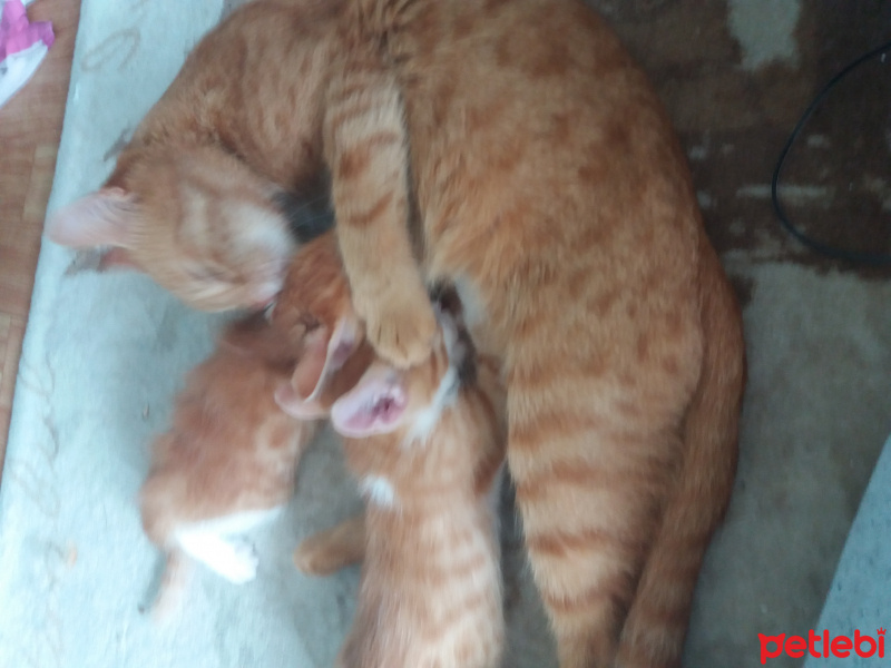 Tekir Kedi, Kedi  Badem fotoğrafı