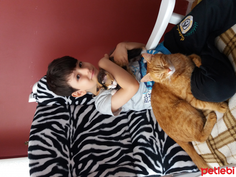 Tekir Kedi, Kedi  Badem fotoğrafı