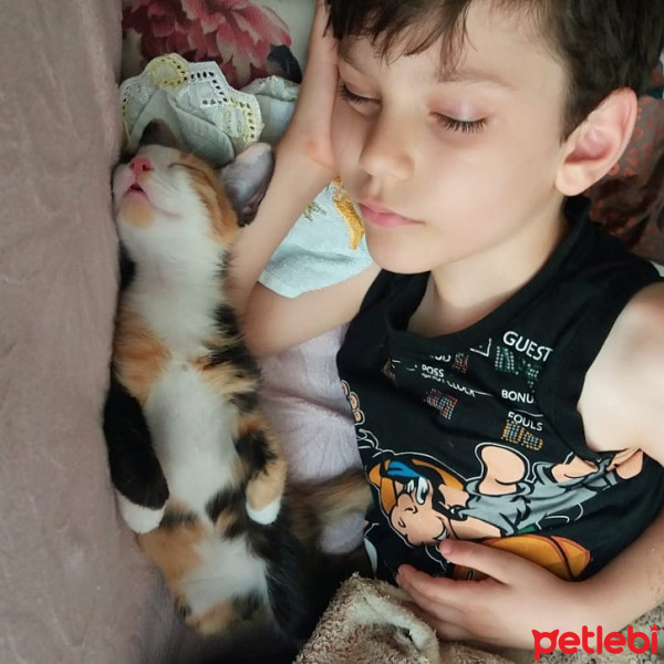 Tekir Kedi, Kedi  Badem fotoğrafı