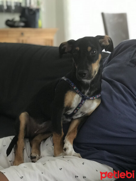 Doberman Pinscher, Köpek  Dante fotoğrafı