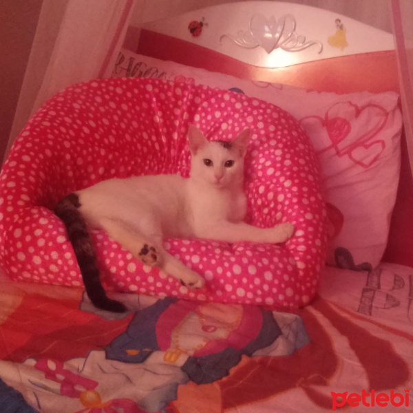 Tekir Kedi, Kedi  Poncik fotoğrafı