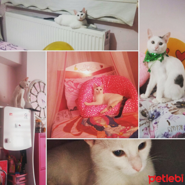 Tekir Kedi, Kedi  Poncik fotoğrafı