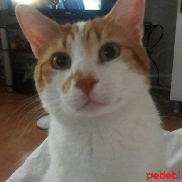 Tekir Kedi, Kedi  Osman fotoğrafı