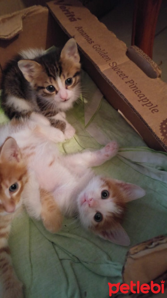 Tekir Kedi, Kedi  Serro-Mistik-Avni fotoğrafı