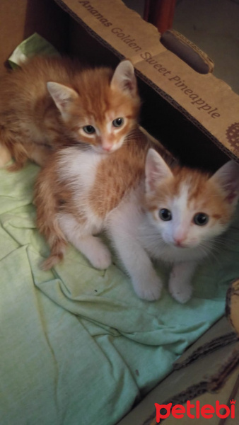 Tekir Kedi, Kedi  Serro-Mistik-Avni fotoğrafı
