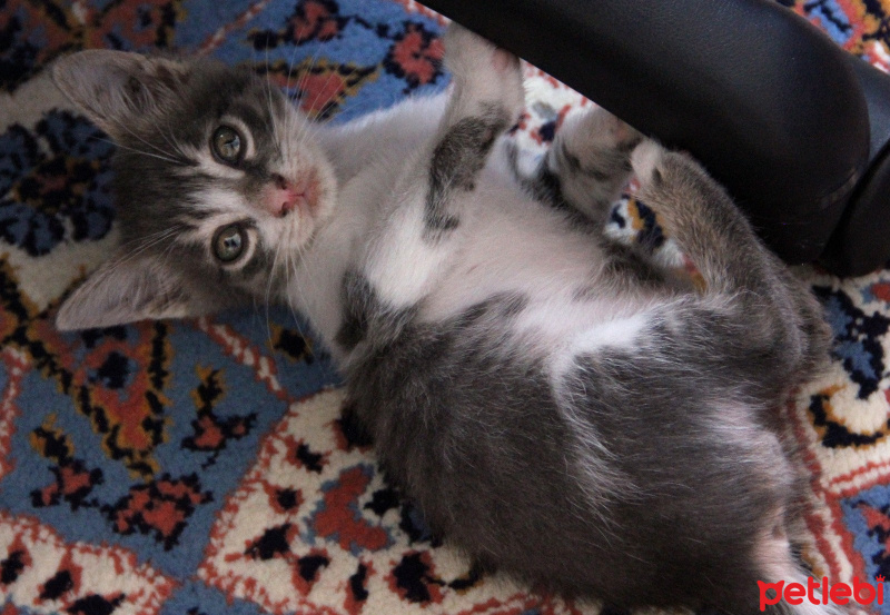 Mavi Rus, Kedi  Duman fotoğrafı