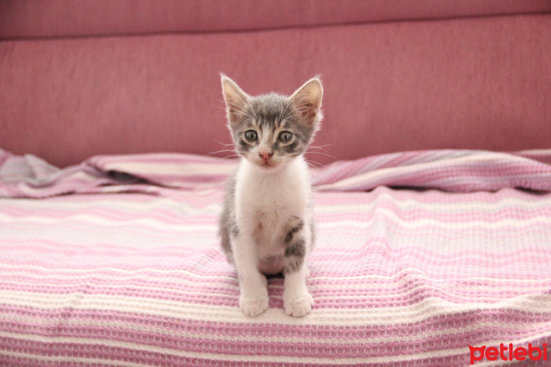 Mavi Rus, Kedi  Duman fotoğrafı