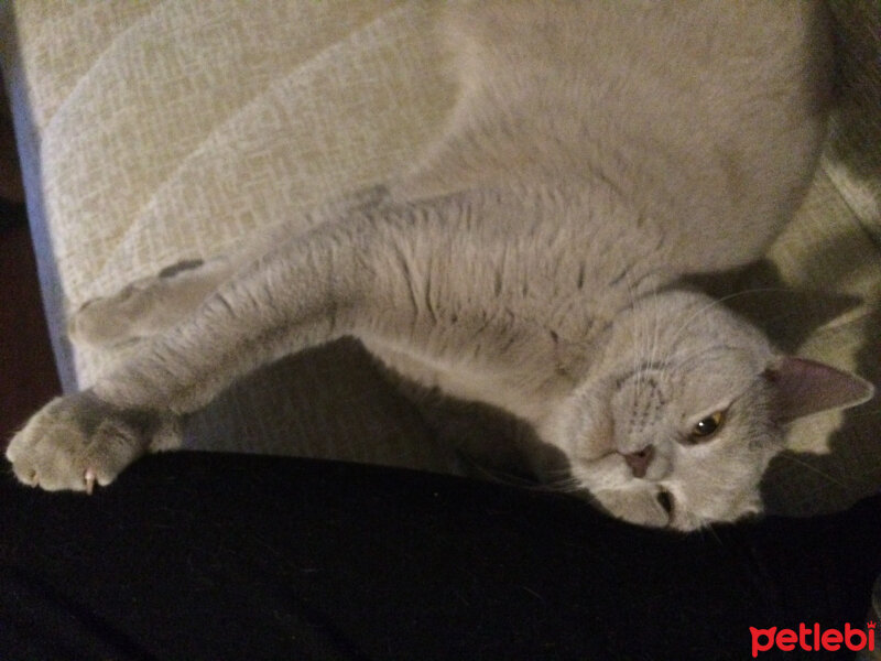 British Shorthair, Kedi  Votka fotoğrafı