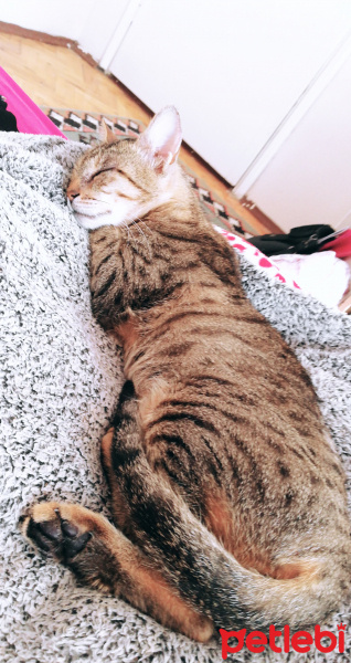 Tekir Kedi, Kedi  Miya fotoğrafı