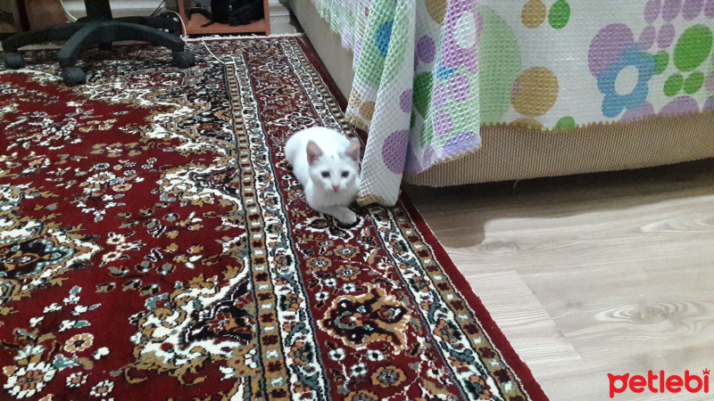 Tekir Kedi, Kedi  Pamuk fotoğrafı