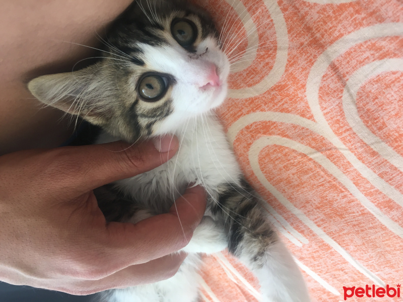 Ankara Kedisi, Kedi  Ada fotoğrafı