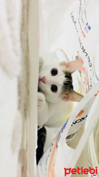 Tekir Kedi, Kedi  Bulut fotoğrafı