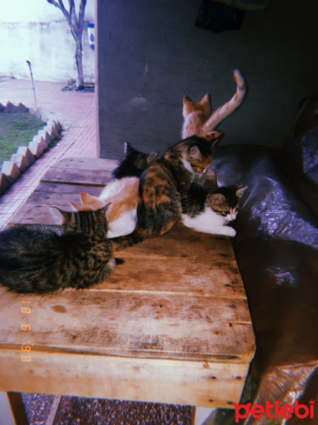 Tekir Kedi, Kedi  Paşa fotoğrafı
