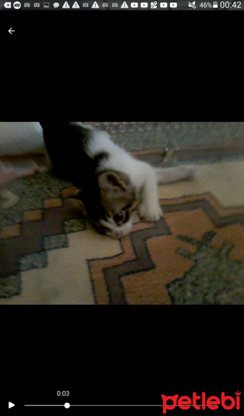 Tekir Kedi, Kedi  Boncuk fotoğrafı