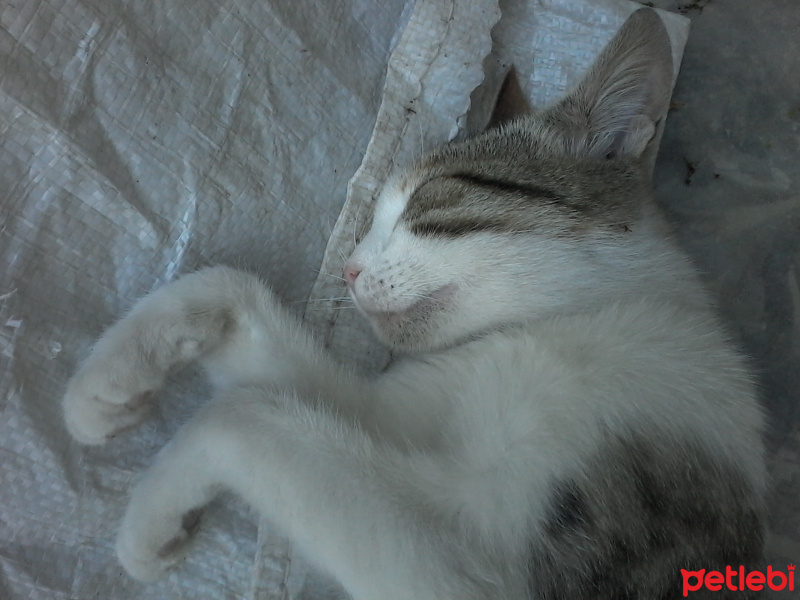 Tekir Kedi, Kedi  Boncuk fotoğrafı