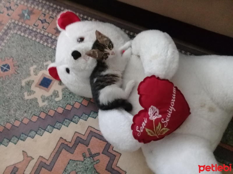 Tekir Kedi, Kedi  Boncuk fotoğrafı
