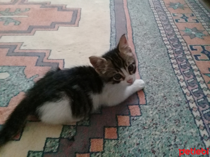 Tekir Kedi, Kedi  Boncuk fotoğrafı