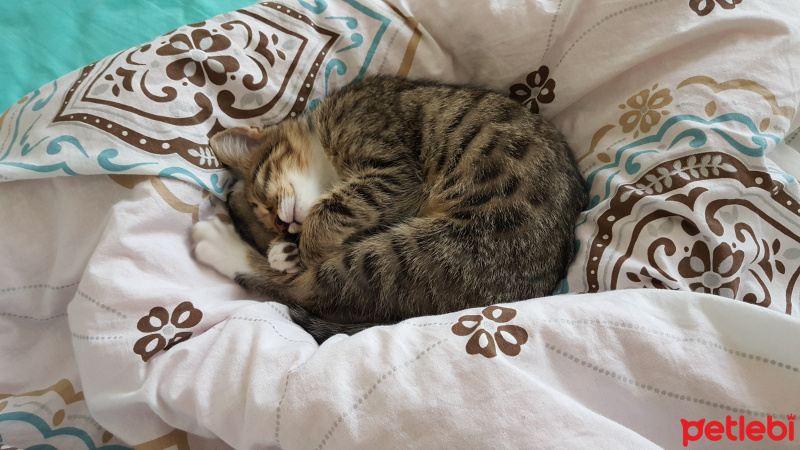Tekir Kedi, Kedi  Alice fotoğrafı