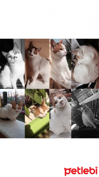 Tekir Kedi, Kedi  Pamuk fotoğrafı