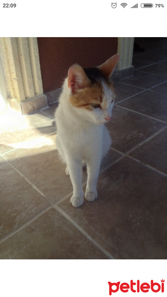 Tekir Kedi, Kedi  Pamuk fotoğrafı