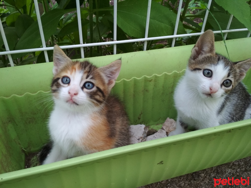 Tekir Kedi, Kedi  Kestane, kaymak, şeker fotoğrafı