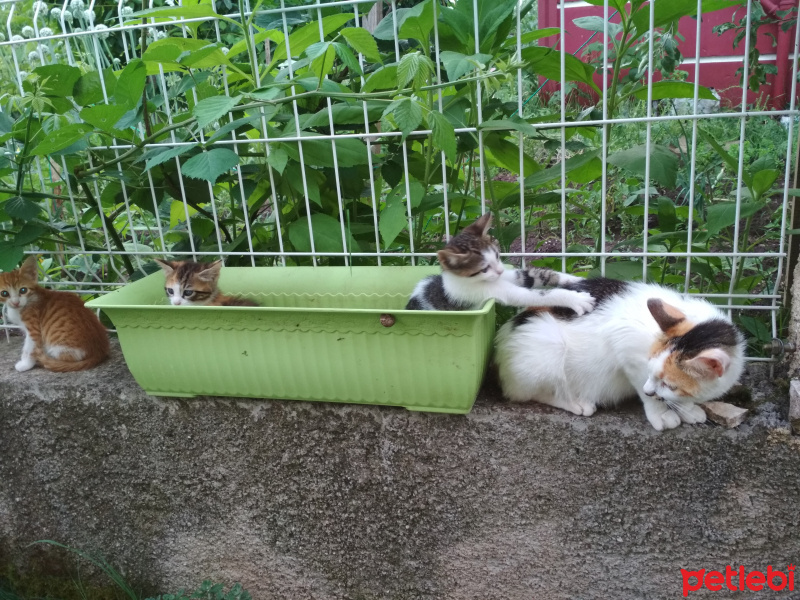 Tekir Kedi, Kedi  Kestane, kaymak, şeker fotoğrafı