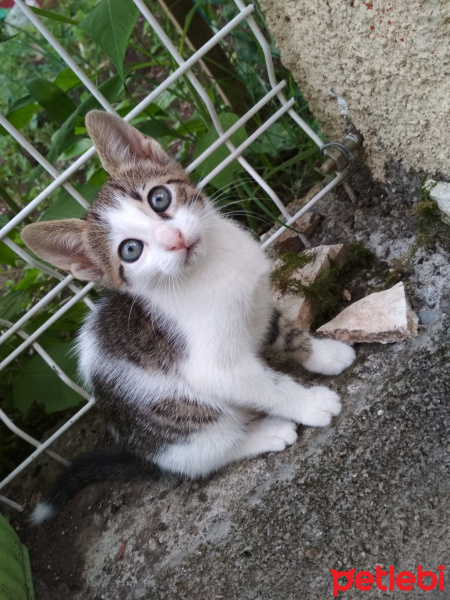 Tekir Kedi, Kedi  Kestane, kaymak, şeker fotoğrafı