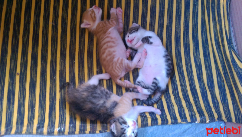 Tekir Kedi, Kedi  Kestane, kaymak, şeker fotoğrafı