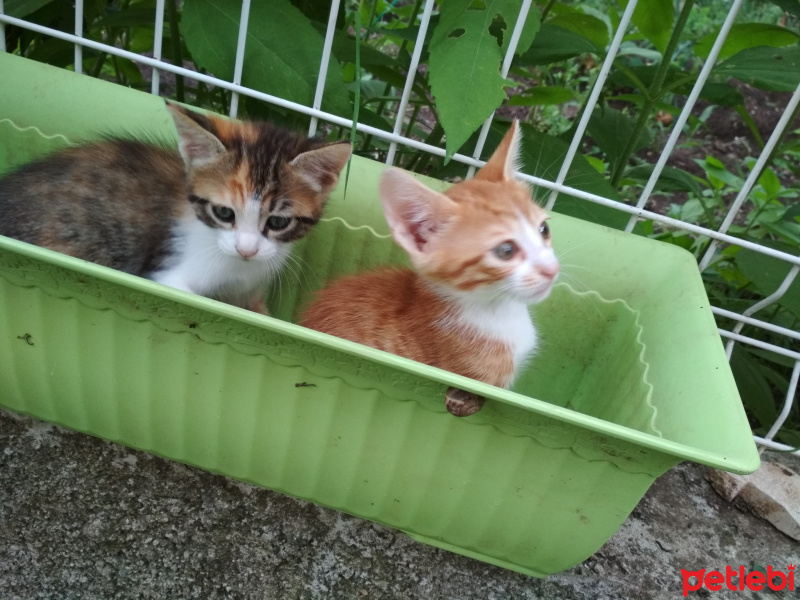 Tekir Kedi, Kedi  Kestane, kaymak, şeker fotoğrafı