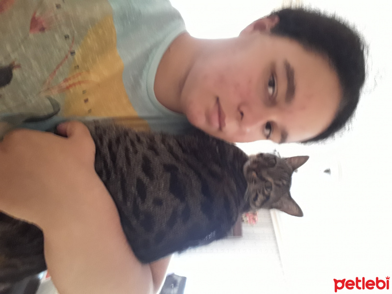 Tekir Kedi, Kedi  Pisi fotoğrafı
