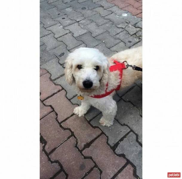 Cairn Terrier, Köpek  Buddy fotoğrafı