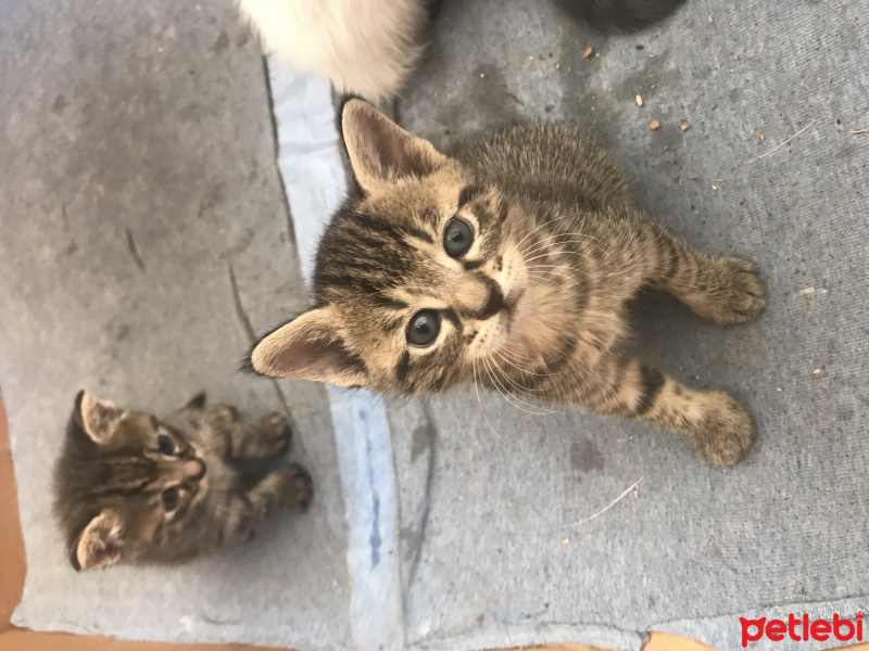 Tekir Kedi, Kedi  Adları yok fotoğrafı