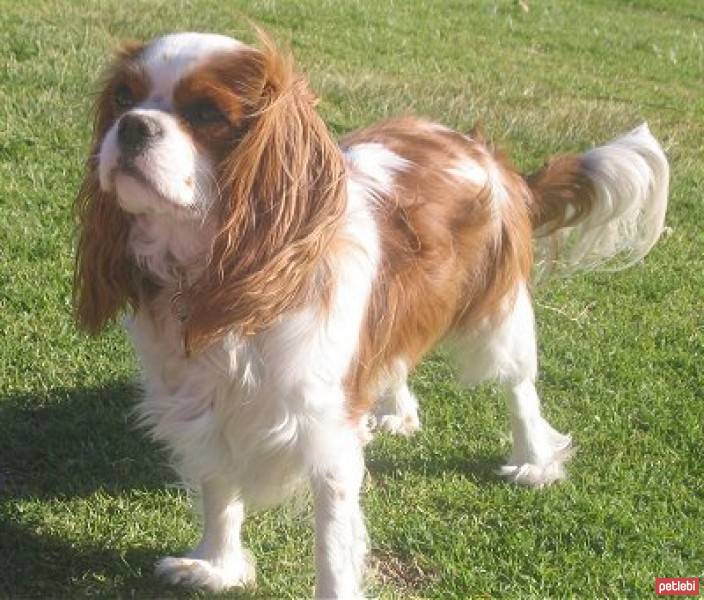 Cavalier King Charles Spanieli, Köpek  maya fotoğrafı