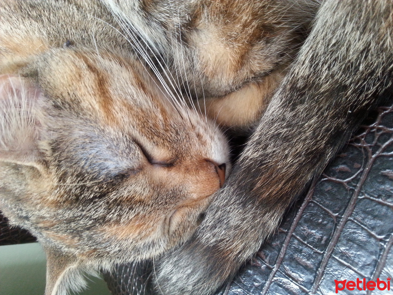 Tekir Kedi, Kedi  Şanslı fotoğrafı