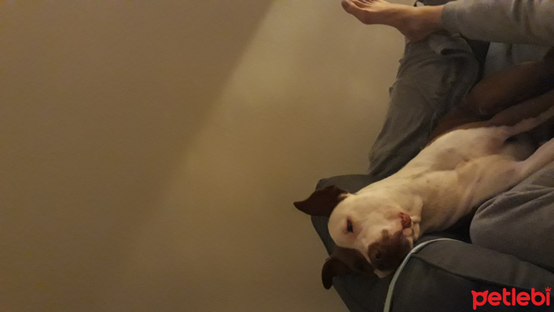 Amerikan Pitbull Terrier, Köpek  Luka fotoğrafı