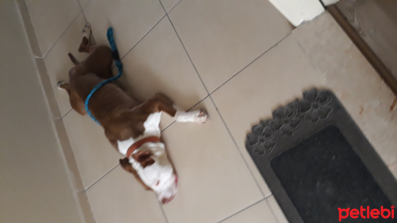 Amerikan Pitbull Terrier, Köpek  Luka fotoğrafı