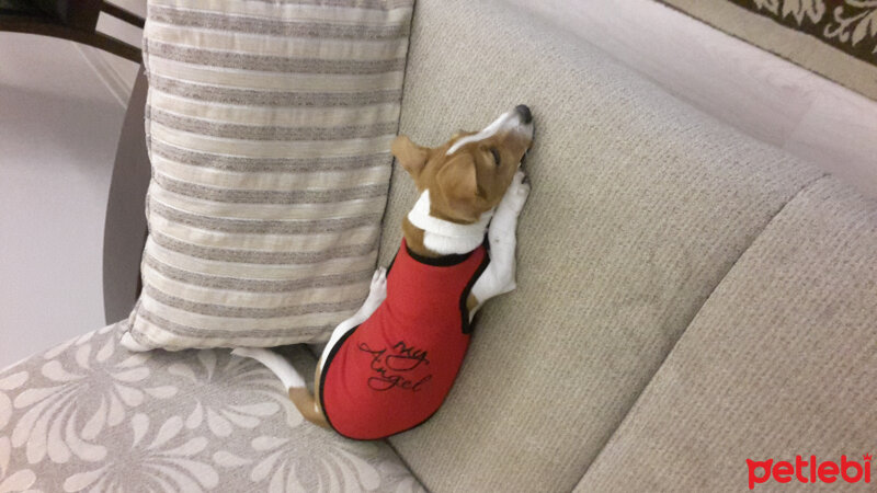 Jack Russell Terrier, Köpek  Badem fotoğrafı