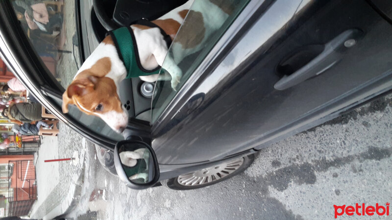 Jack Russell Terrier, Köpek  Badem fotoğrafı