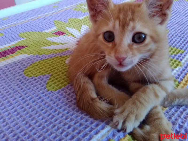 Scottish Fold, Kedi  Coco fotoğrafı