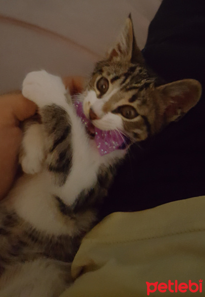 Tekir Kedi, Kedi  ShotGun fotoğrafı