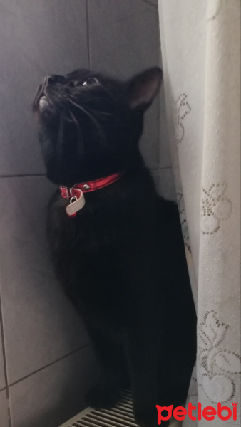 Bombay, Kedi  Loki fotoğrafı