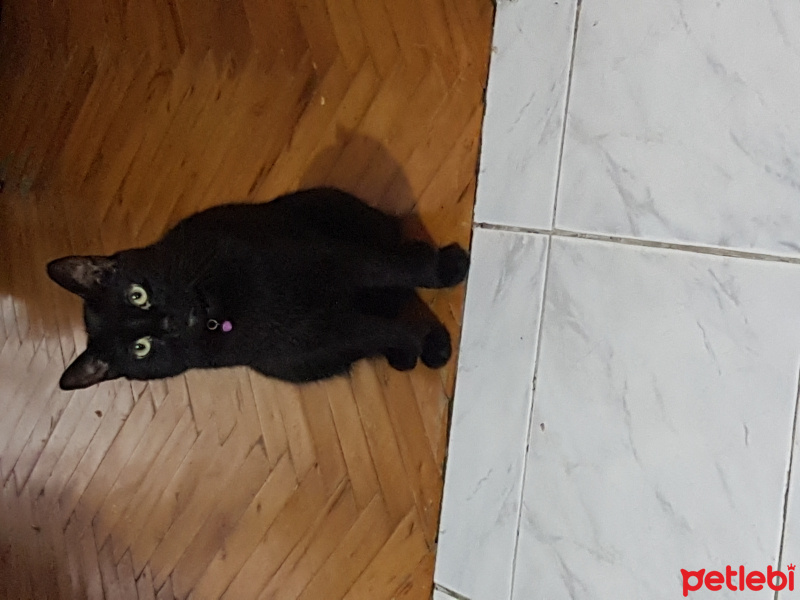 Bombay, Kedi  Loki fotoğrafı