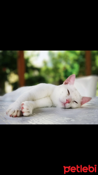 Ankara Kedisi, Kedi  Latte fotoğrafı